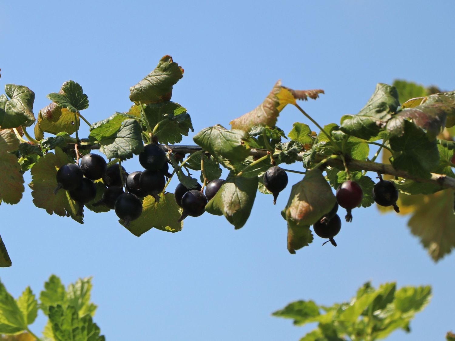 Jostabeere / Jochelbeere - Ribes x nidigrolaria