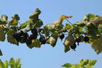 Jostabeere / Jochelbeere - Ribes x nidigrolaria