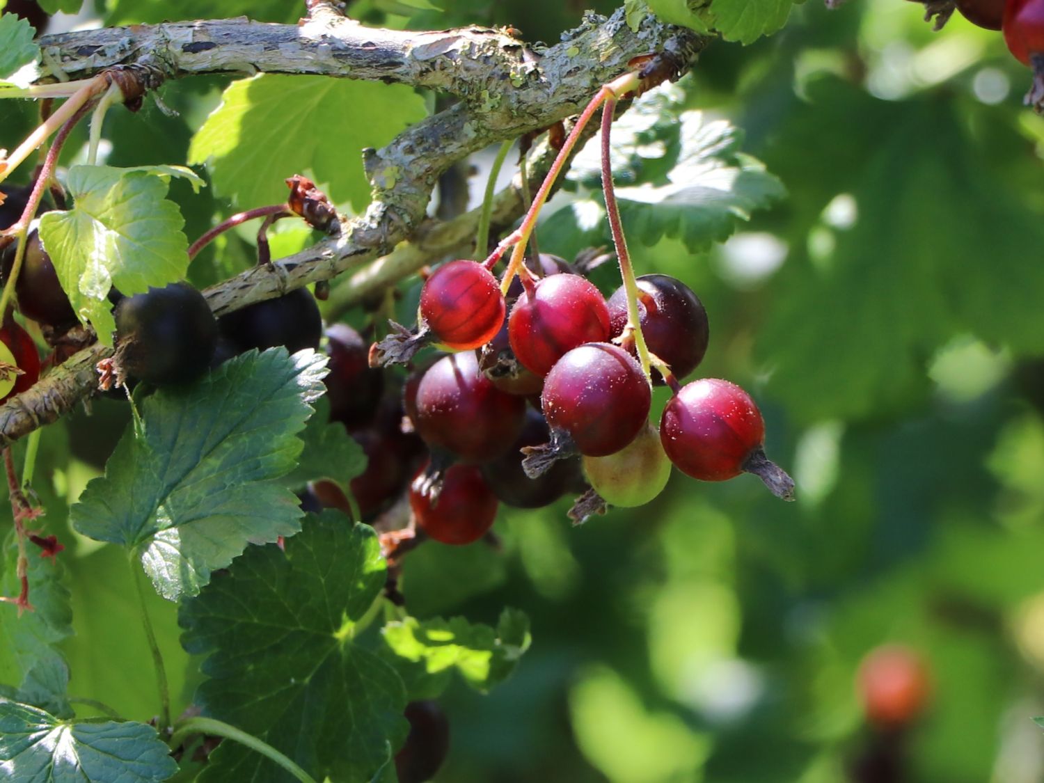 Jostabeere / Jochelbeere - Ribes x nidigrolaria