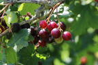 Jostabeere / Jochelbeere - Ribes x nidigrolaria