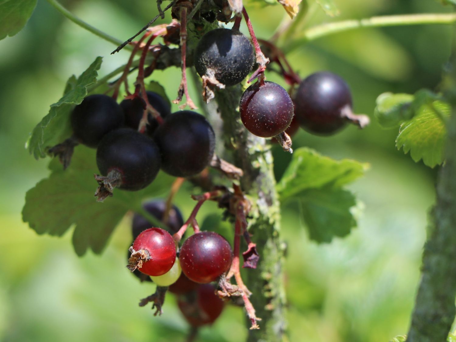 Jostabeere / Jochelbeere - Ribes x nidigrolaria