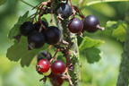 Jostabeere / Jochelbeere - Ribes x nidigrolaria