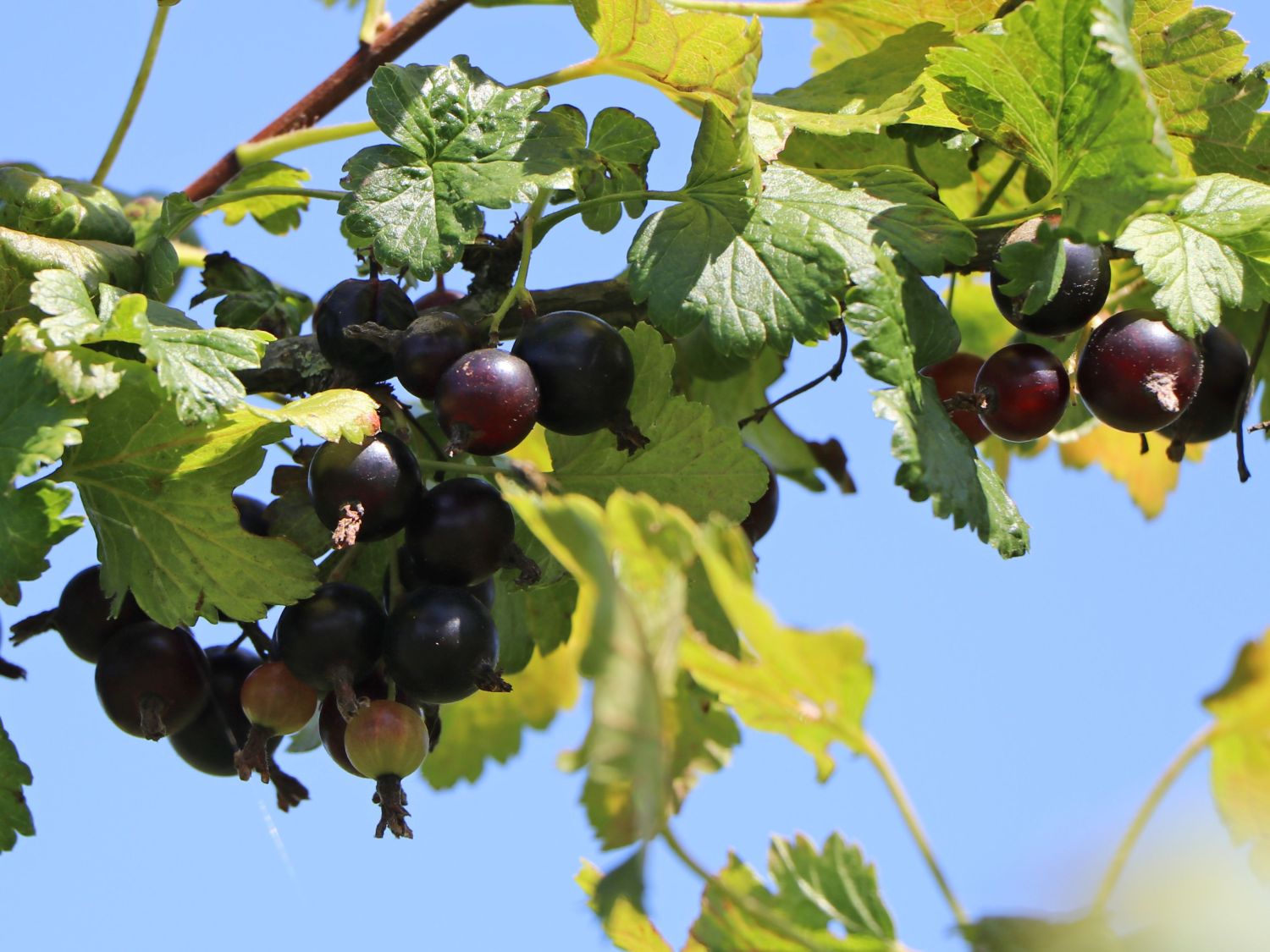 Jostabeere / Jochelbeere - Ribes x nidigrolaria