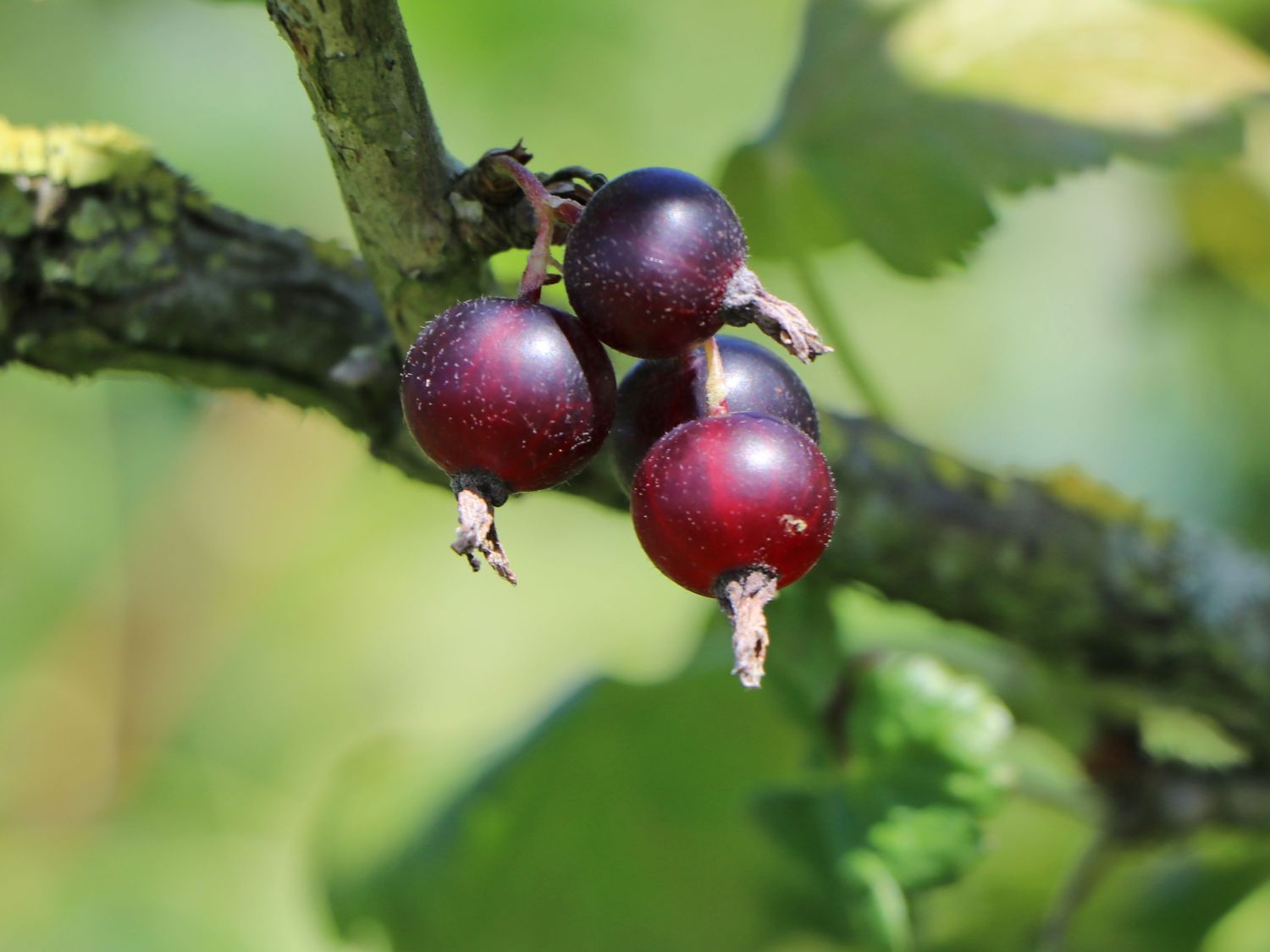 Jostabeere / Jochelbeere - Ribes x nidigrolaria