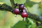 Jostabeere / Jochelbeere - Ribes x nidigrolaria