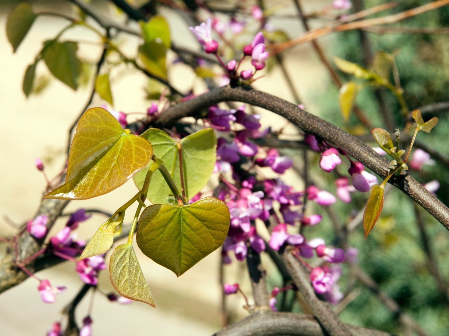 Kanadischer Judasbaum 'Lavender Twist' ®