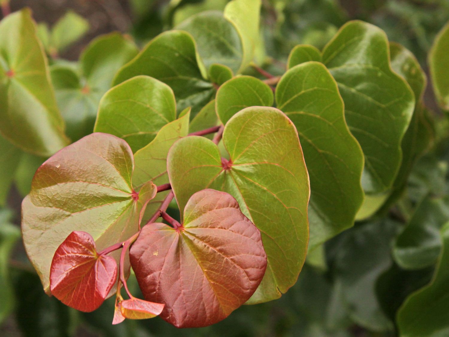 Judasbaum 'Oklahoma'