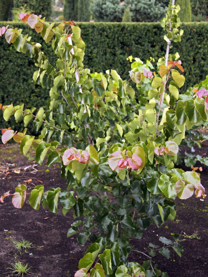 Judasbaum 'Oklahoma' - Cercis reniformis 'Oklahoma'