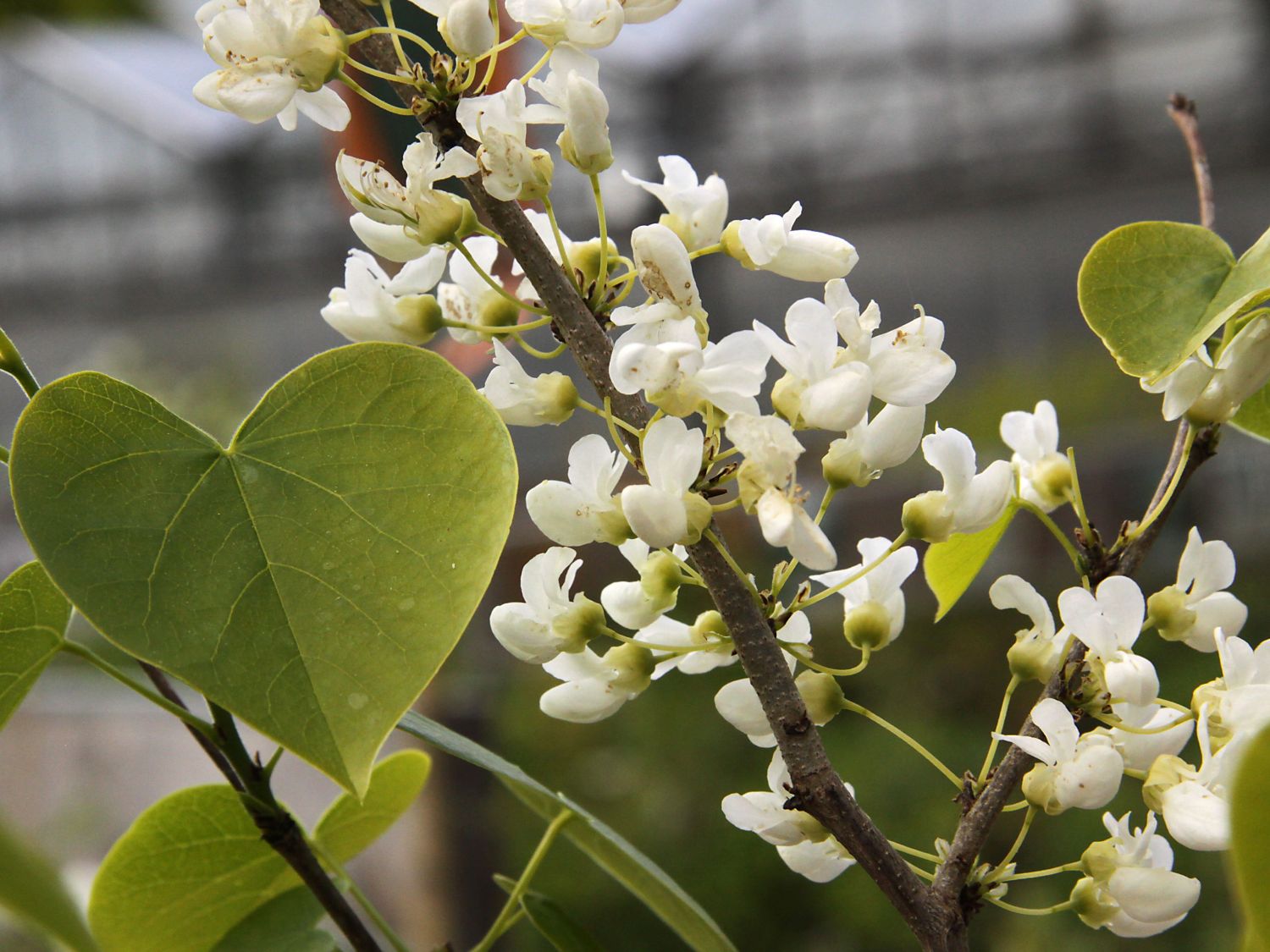 Judasbäume (Cercis)