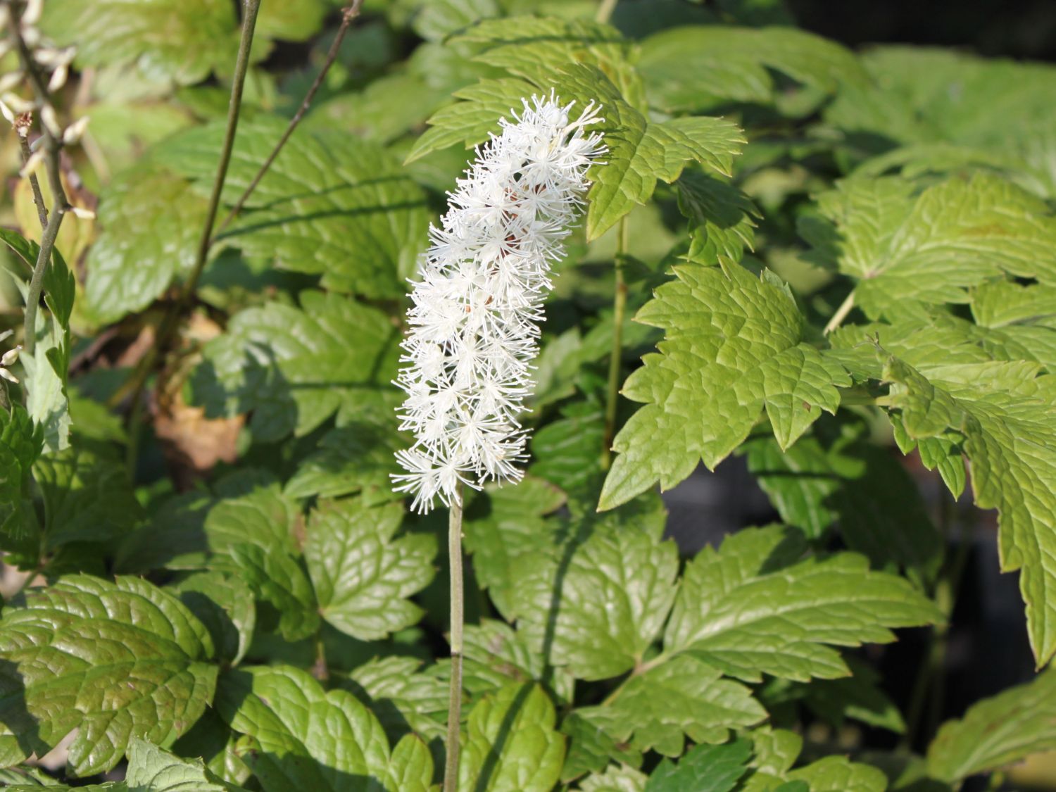 Juli Silberkerze - Actaea racemosa