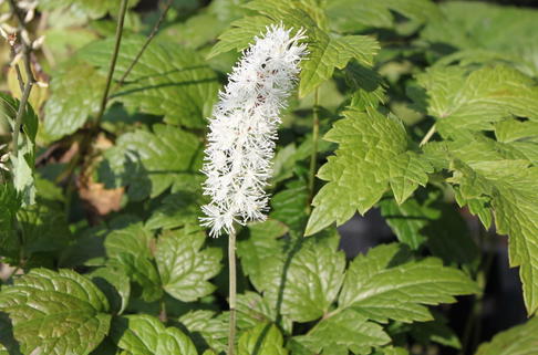 Juli Silberkerze - Actaea racemosa