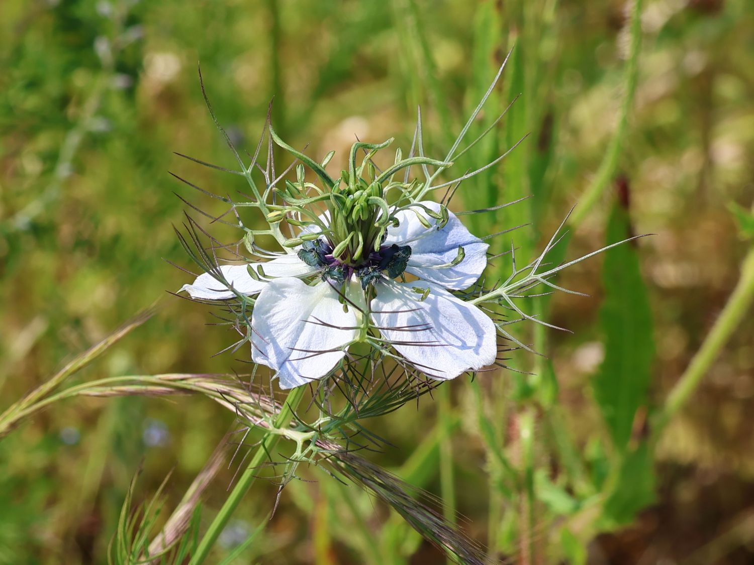 Schwarzkümmel (Nigella)
