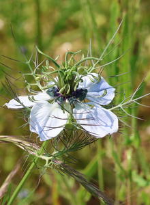 Schwarzkümmel (Nigella)