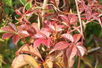 Jungfernrebe - Parthenocissus henryana