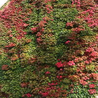 Jungfernrebe / Selbstklimmer / Dreilappige Jungfernrebe 'Veitchii' - Parthenocissus tricuspidata 'Veitchii'