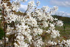 Kahle Felsenbirne