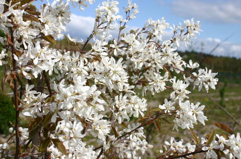 Kahle Felsenbirne - Amelanchier laevis