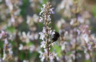Kahle Katzenminze 'Anne's Choice'