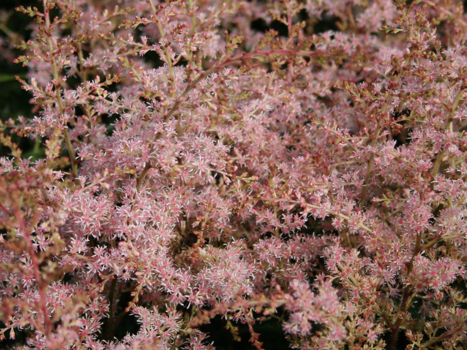 Kahle Prachtspiere 'Sprite'