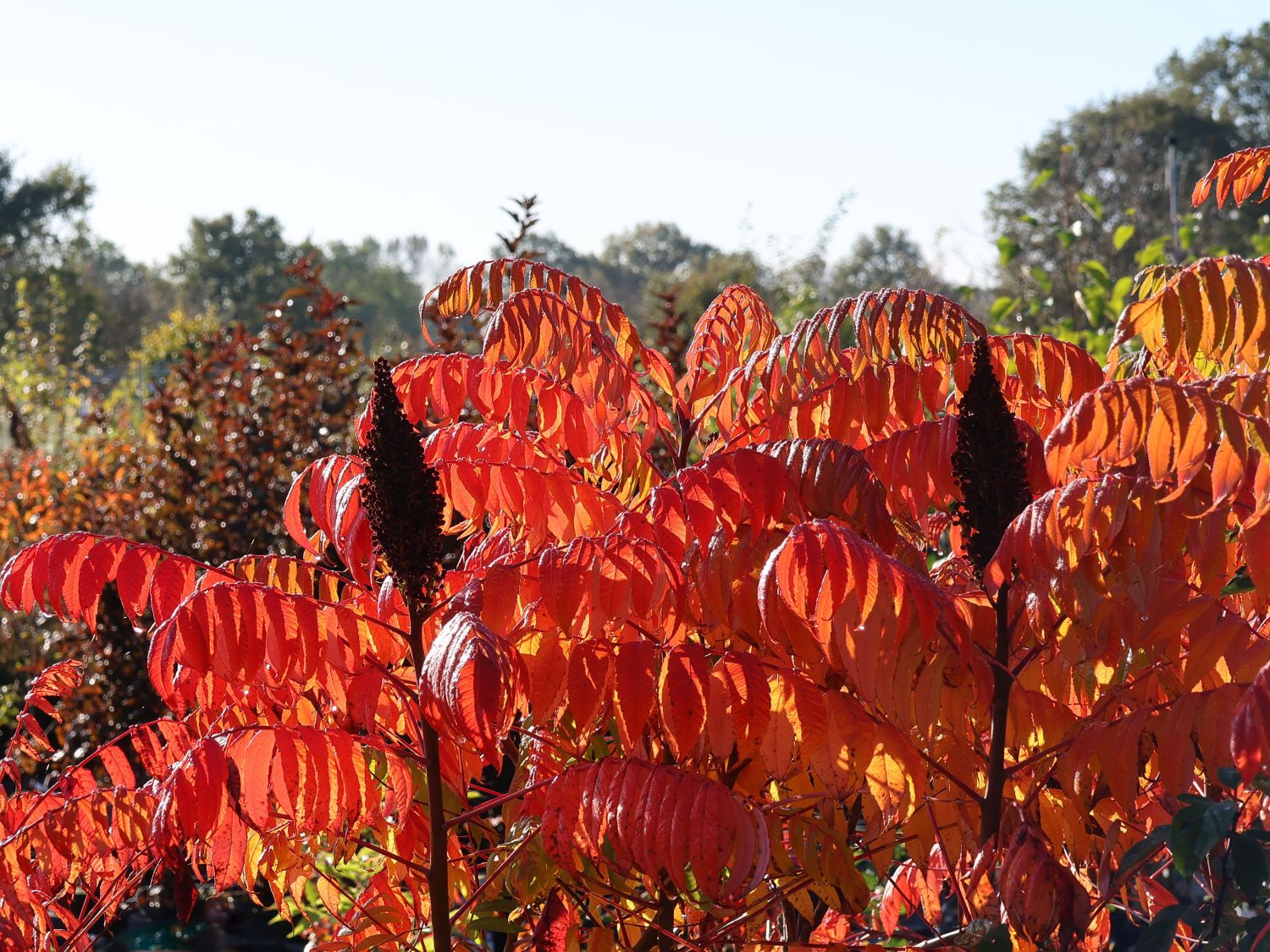 Kahler Essigbaum / Scharlach-Sumach / Glatter Sumach - Rhus glabra