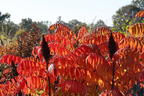 Kahler Essigbaum / Scharlach-Sumach / Glatter Sumach - Rhus glabra