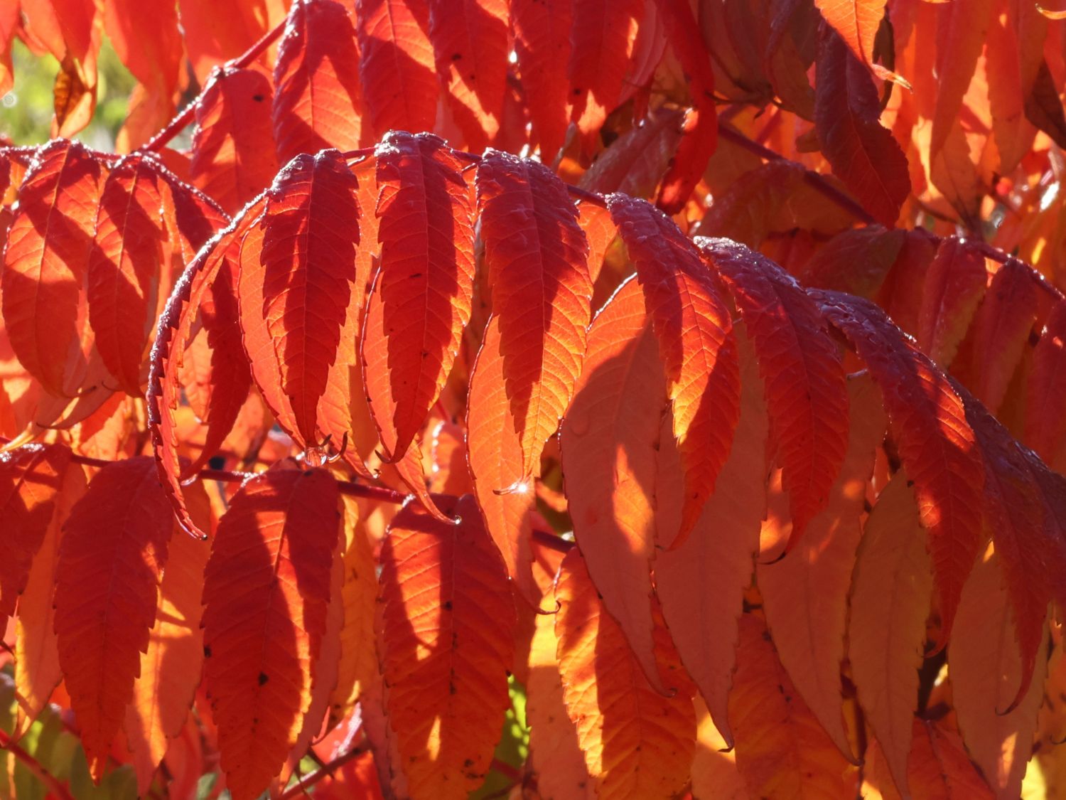 Kahler Essigbaum / Scharlach-Sumach / Glatter Sumach - Rhus glabra