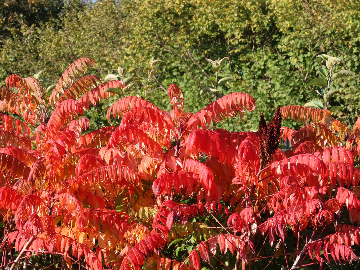Kahler Essigbaum / Scharlach-Sumach / Glatter Sumach - Rhus glabra