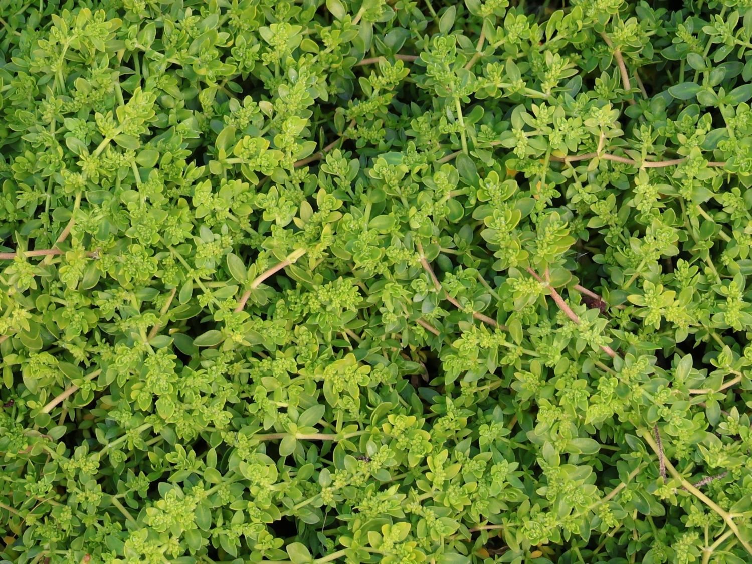 Bruchkräuter (Herniaria)