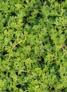 Bruchkräuter (Herniaria)