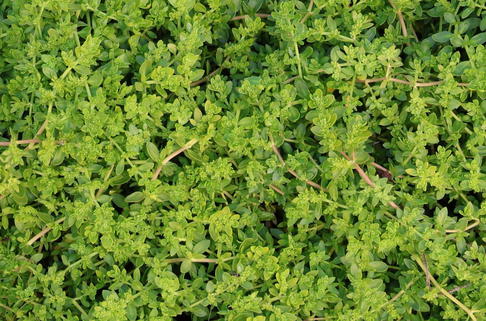 Kahles Bruchkraut - Herniaria glabra