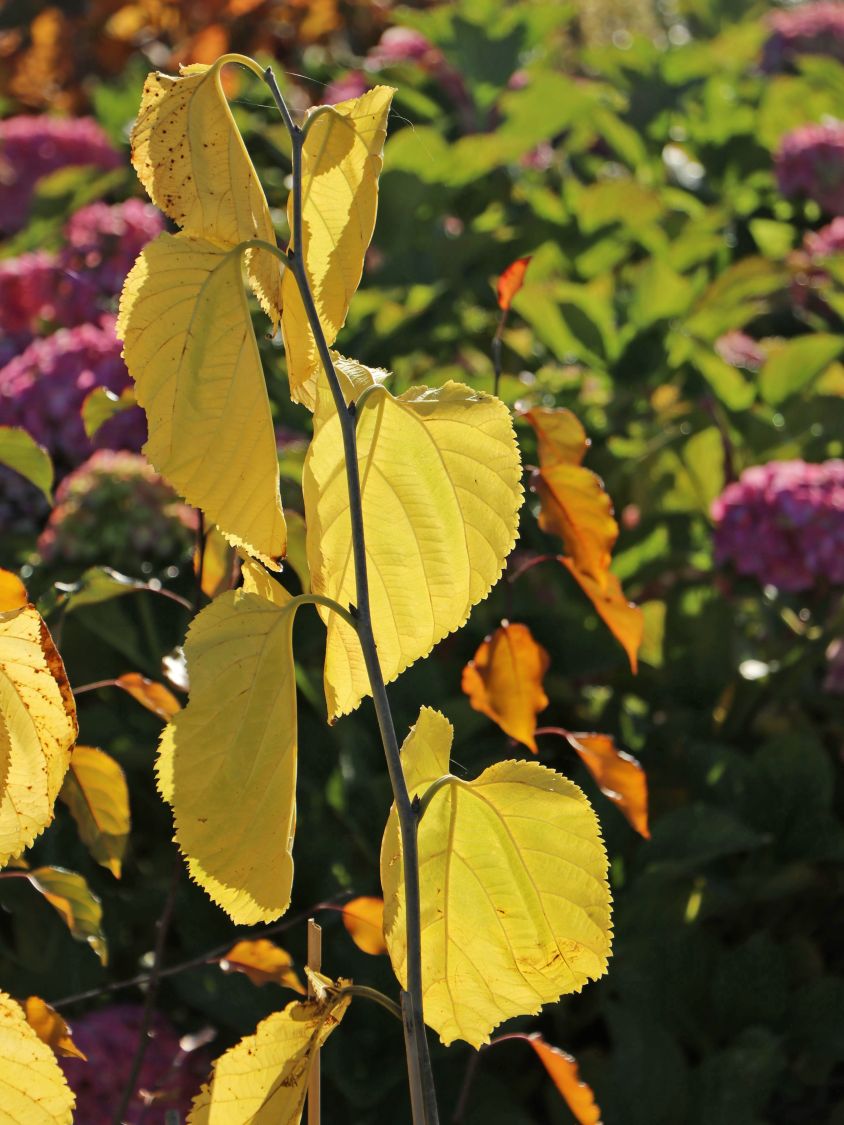 Kaiser-Maulbeere 'Giant Fruit' - Morus macroura 'Giant Fruit'