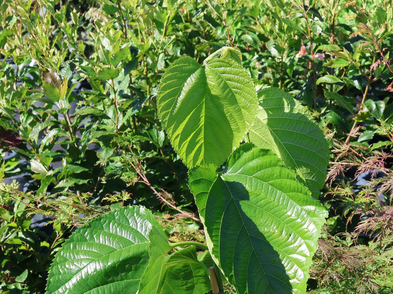 Kaiser-Maulbeere 'Giant Fruit' - Morus macroura 'Giant Fruit'