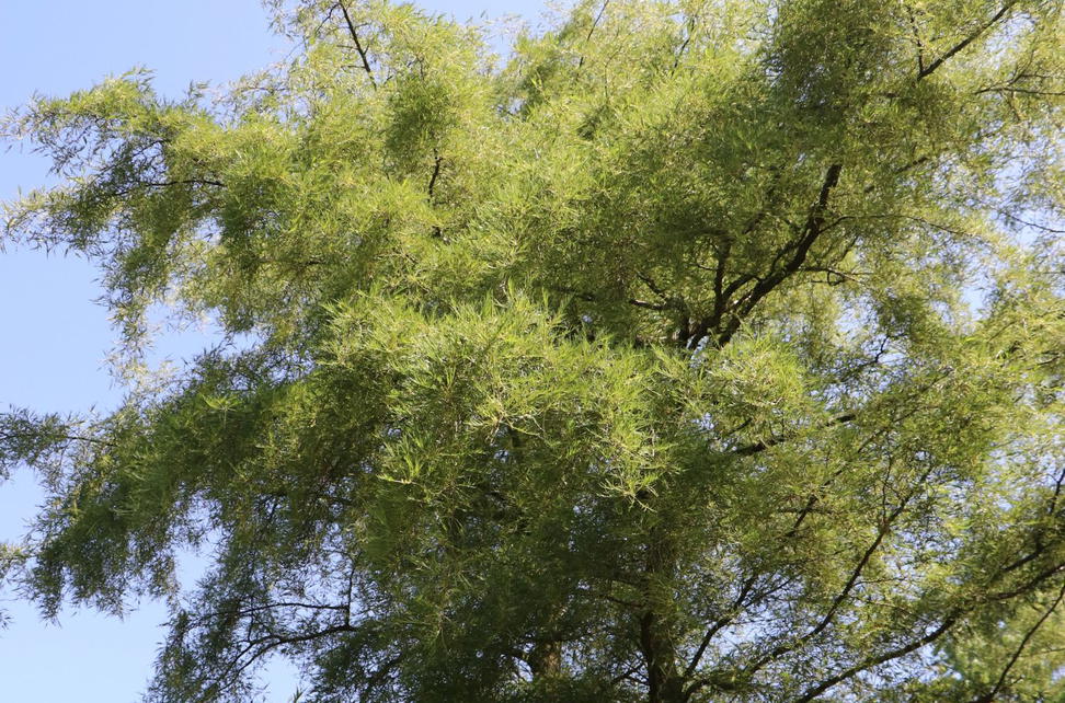 Erlen (Alnus) - Infos & Pflanzen dieser Gattung