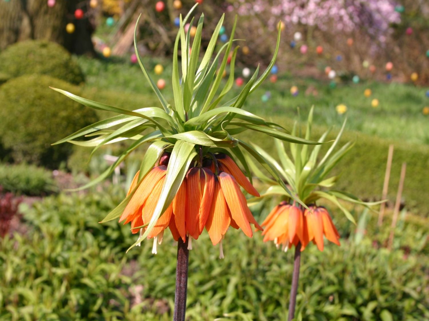 Kaiserkrone 'Aurora' - Fritillaria imperialis 'Aurora'