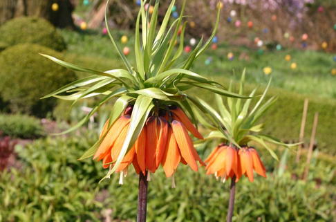 Kaiserkrone 'Aurora' - Fritillaria imperialis 'Aurora'