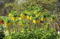 Kaiserkrone 'Lutea Maxima'
