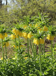 Kaiserkrone 'Lutea Maxima'