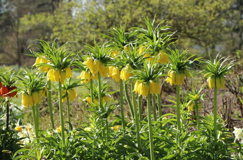 Kaiserkrone 'Lutea Maxima' - Fritillaria imperialis 'Lutea Maxima'