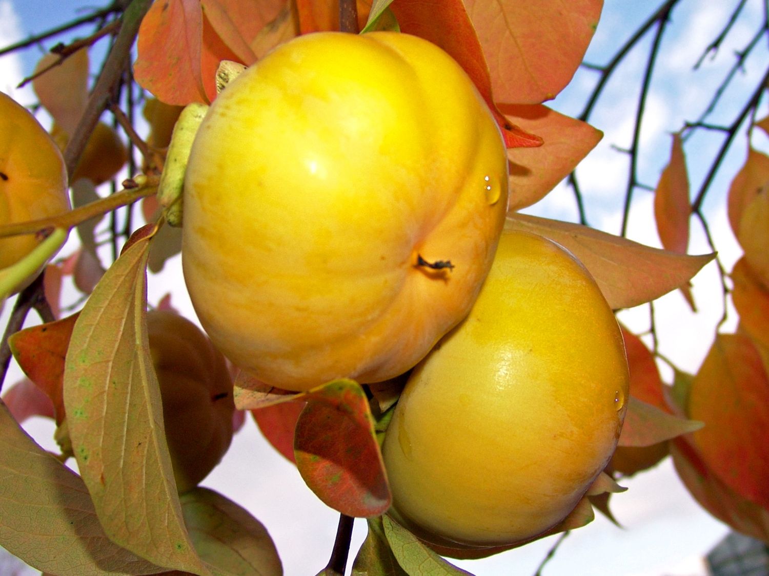 Kakipflaume - Diospyros kaki