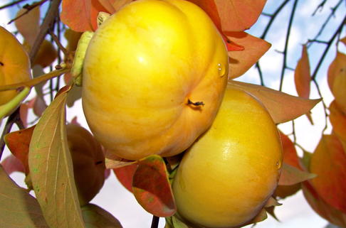 Kakipflaume - Diospyros kaki