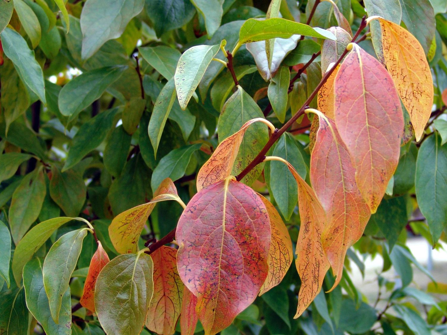 Ebenholzbäume (Diospyros)