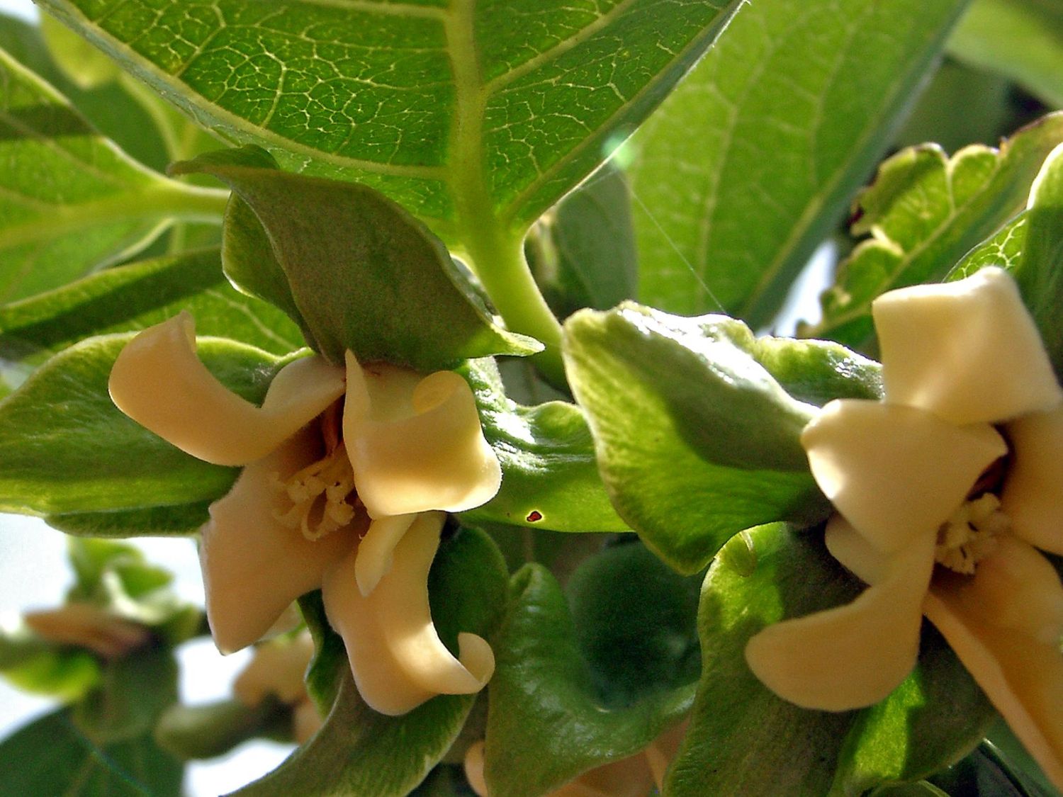 Ebenholzgewächse (Ebenaceae)