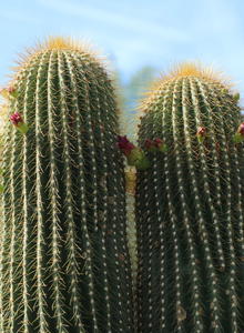 Cephalocereus (Cephalocereus)