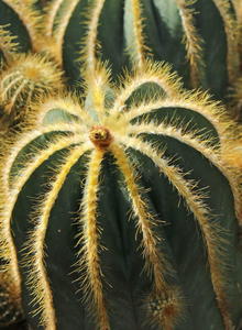 Parodia (Parodia)