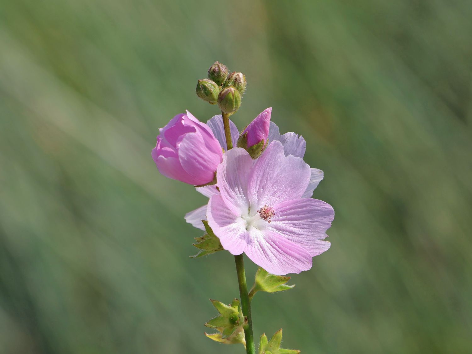 Kalifornische Schmuckmalve 'Little Princess'