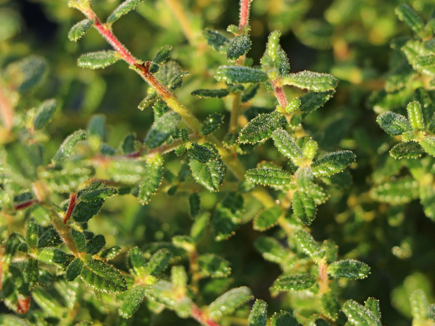 Kalifornischer Flieder 'Puget Blue' - Ceanothus thyrsiflorus 'Puget Blue'