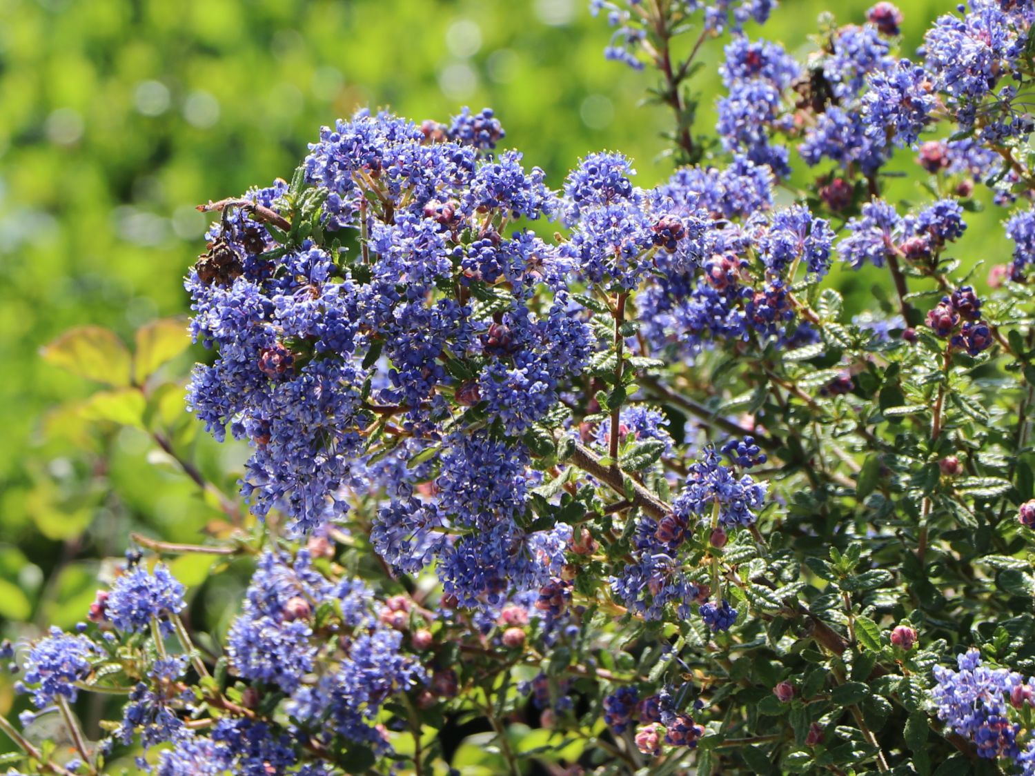 Kalifornischer Flieder 'Puget Blue' - Ceanothus thyrsiflorus 'Puget Blue'