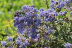 Kalifornischer Flieder 'Puget Blue' - Ceanothus thyrsiflorus 'Puget Blue'