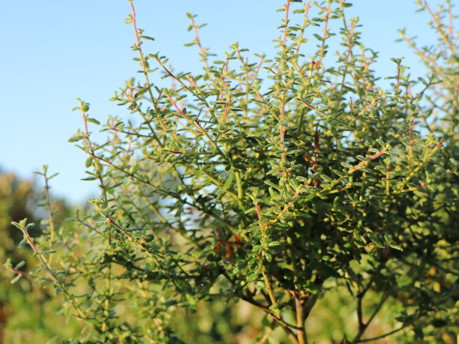 Kalifornischer Flieder 'Puget Blue' - Ceanothus thyrsiflorus 'Puget Blue'