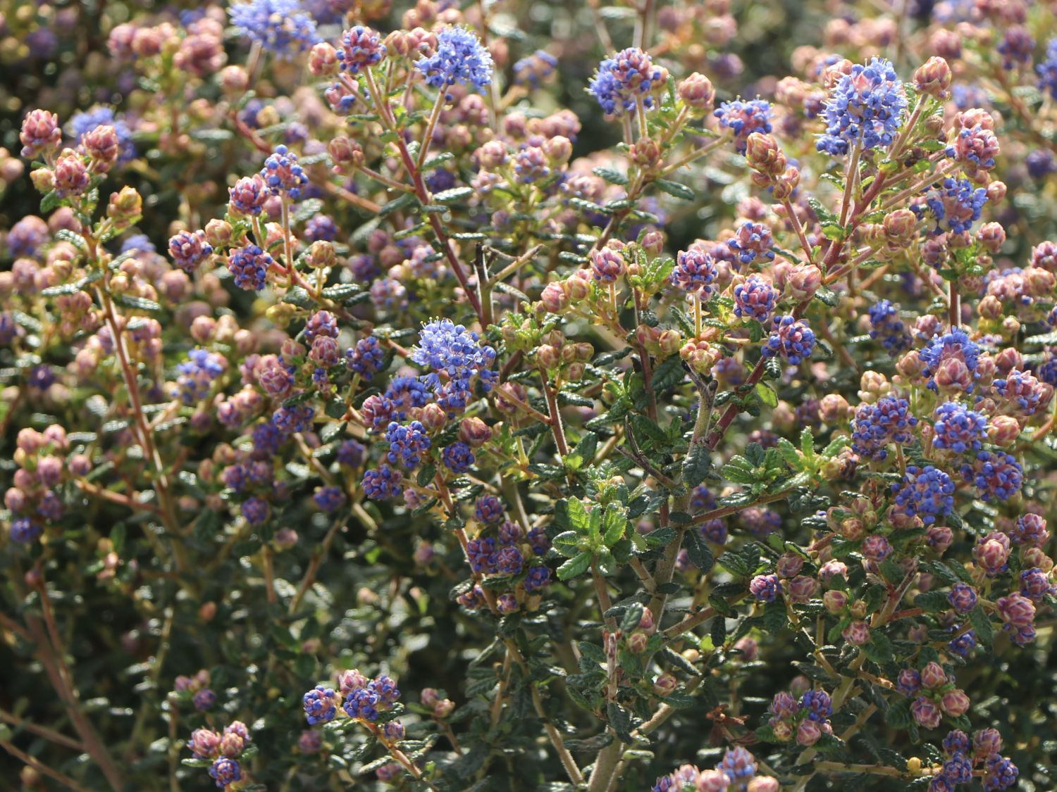Kalifornischer Flieder 'Puget Blue' - Ceanothus thyrsiflorus 'Puget Blue'